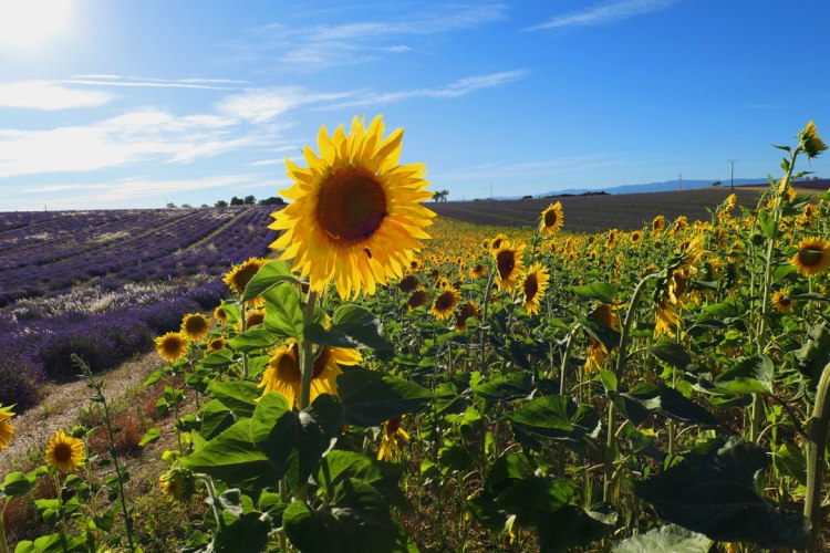 Sunflowers rise near Lavender fields in Valensole